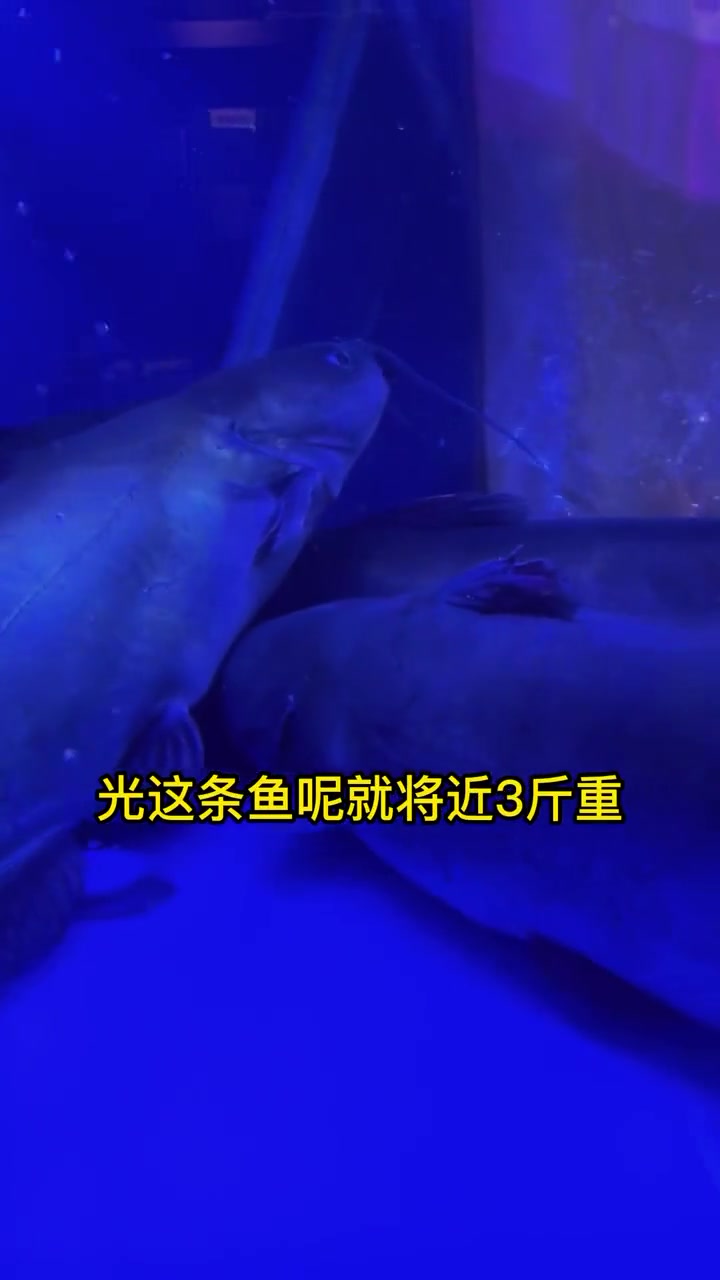 香而不辣的成都肥肠鱼火锅，吃一次你就忘不掉