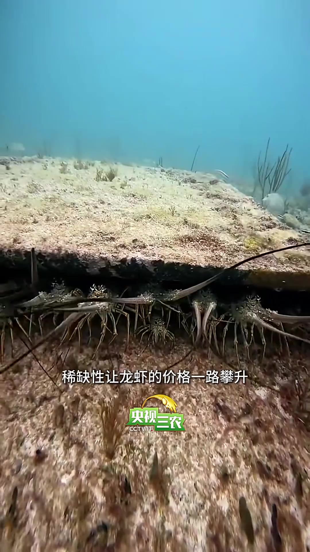 龙虾不是虾！我们餐桌上各种各样的“虾”你都了解吗？