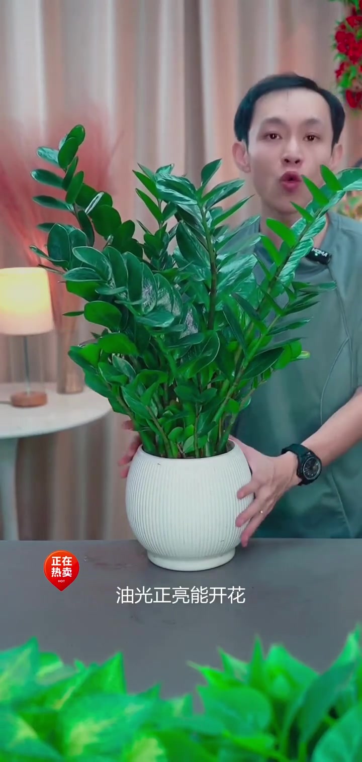 白色宝塔盆,绿色的家,钱串子耐旱植物四季常青,家有绿意