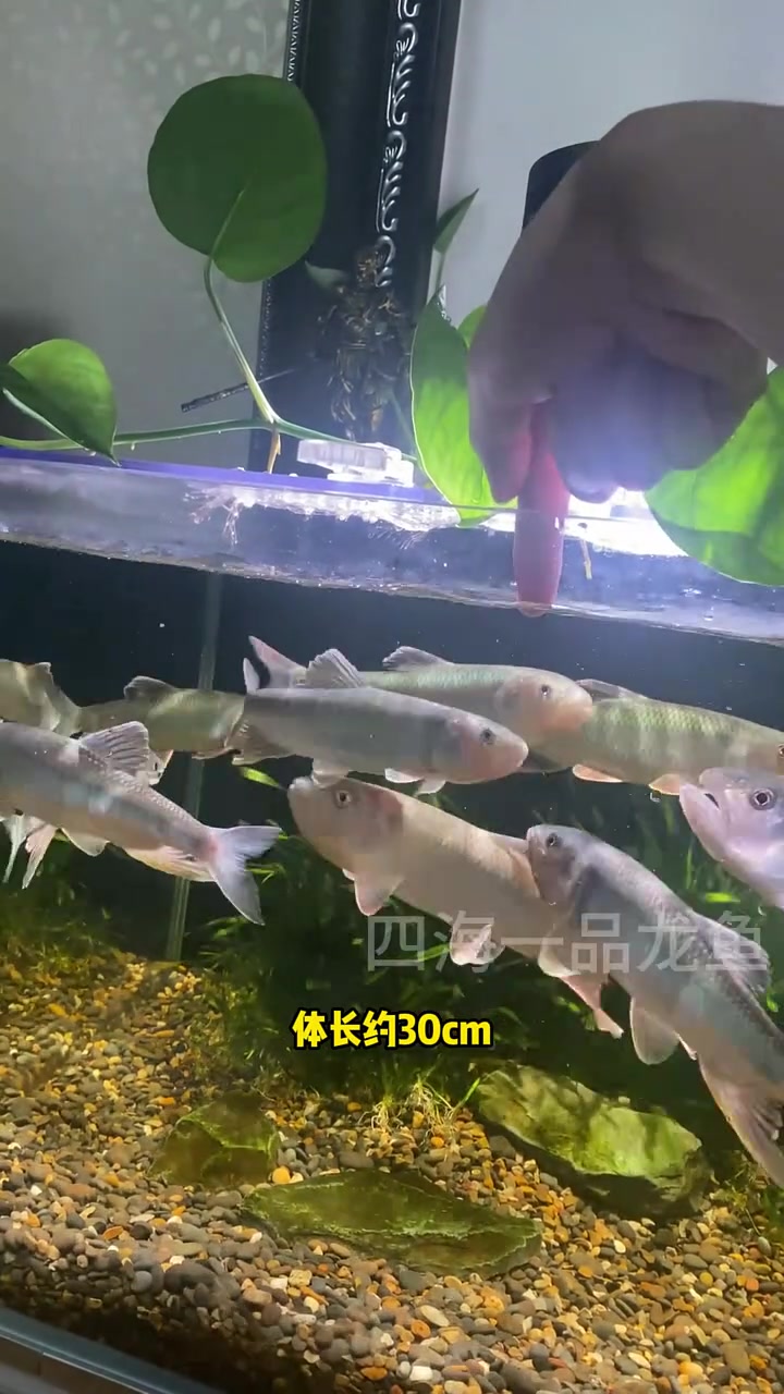 最凶猛的淡水鱼 水族 观赏鱼