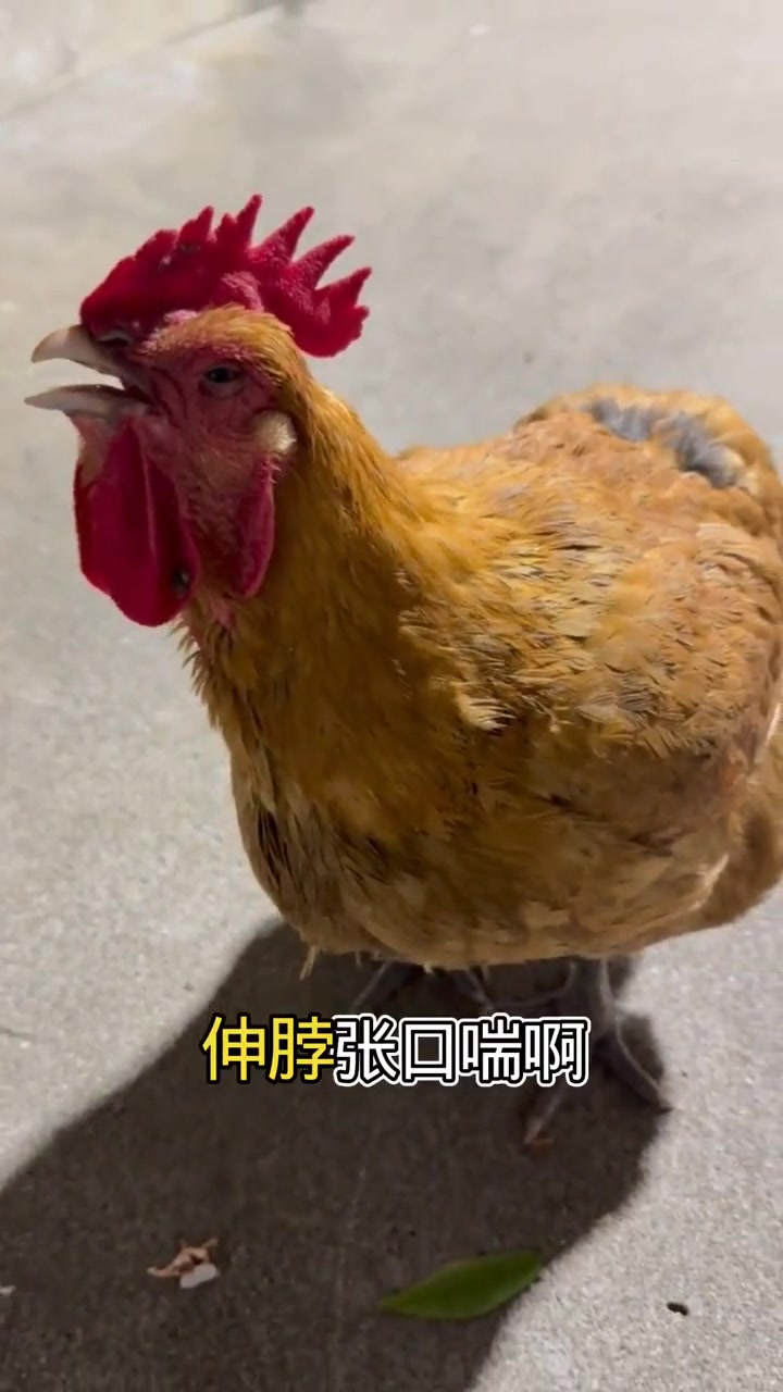 养鸡 散养土鸡 鸡病防治 养鸡技术 养鸡小妙招