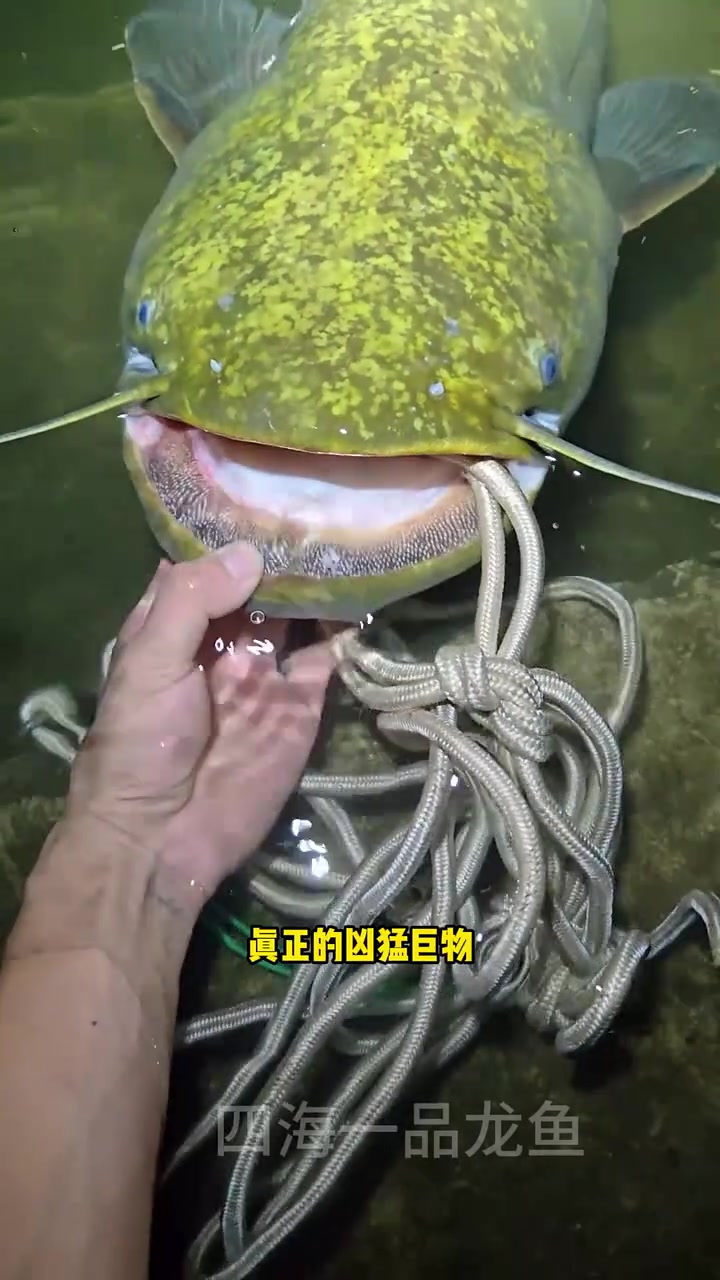 最凶猛的淡水鱼 水族 观赏鱼