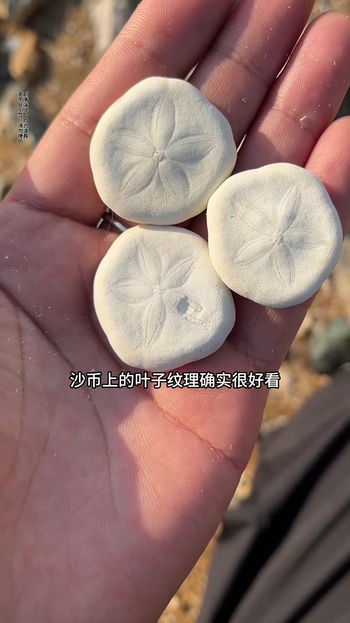 用寻龙尺去赶海,竟然能抓到正在产卵的八爪鱼和大沙币!