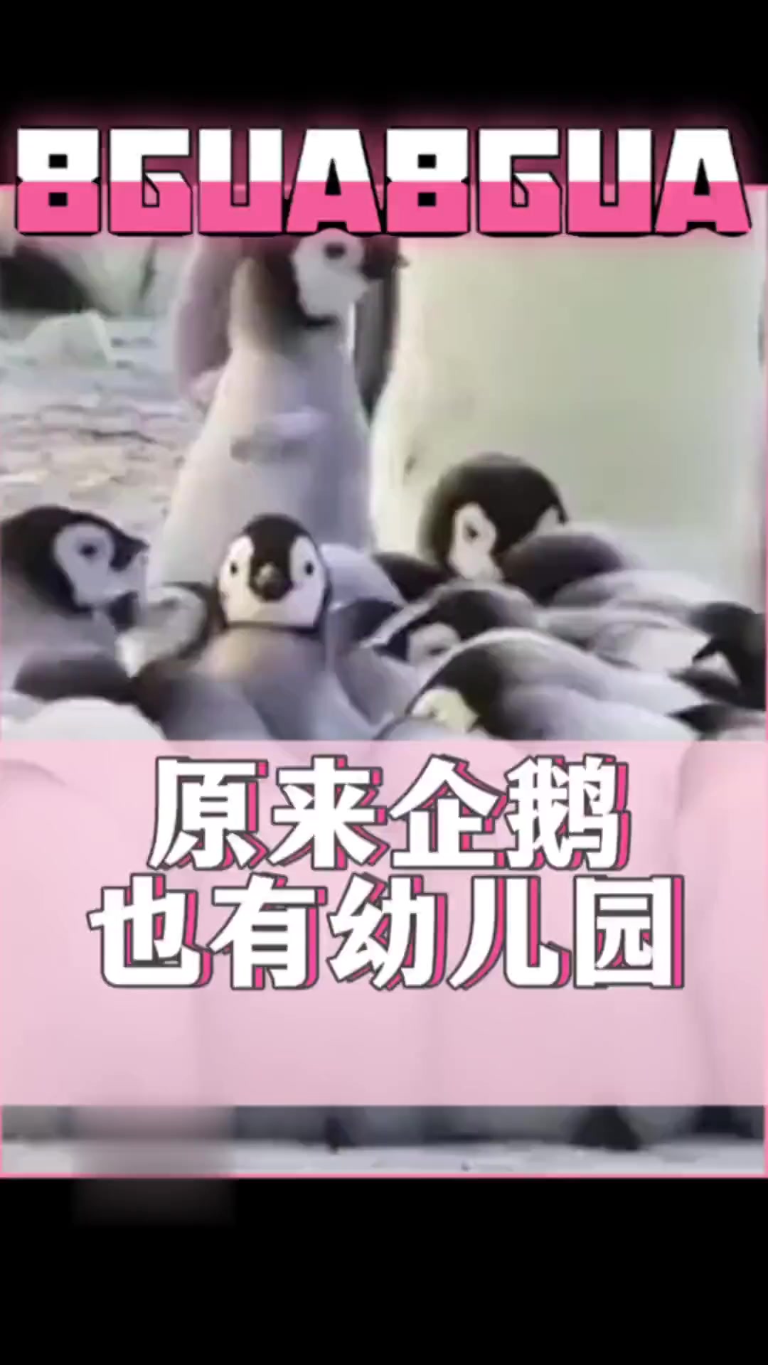 原来帝企鹅宝宝也有“幼儿园”，第一次去超可爱