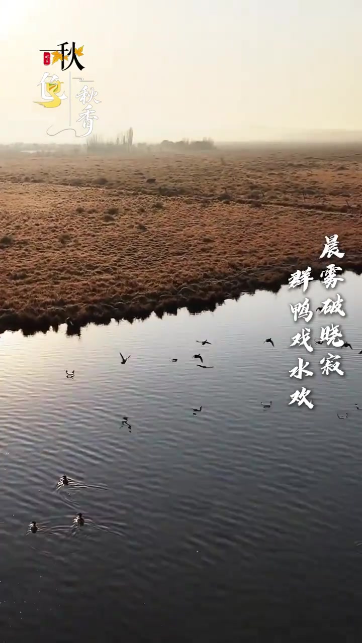 破晓晨雾轻拢,群鸭戏水漾清波,昭苏的清晨,美!(来源|昭苏融媒体中心)