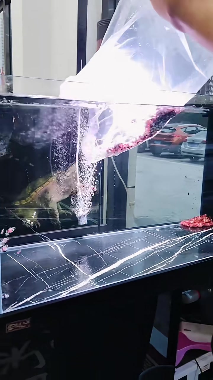 可爱灵动的小丑鱼！