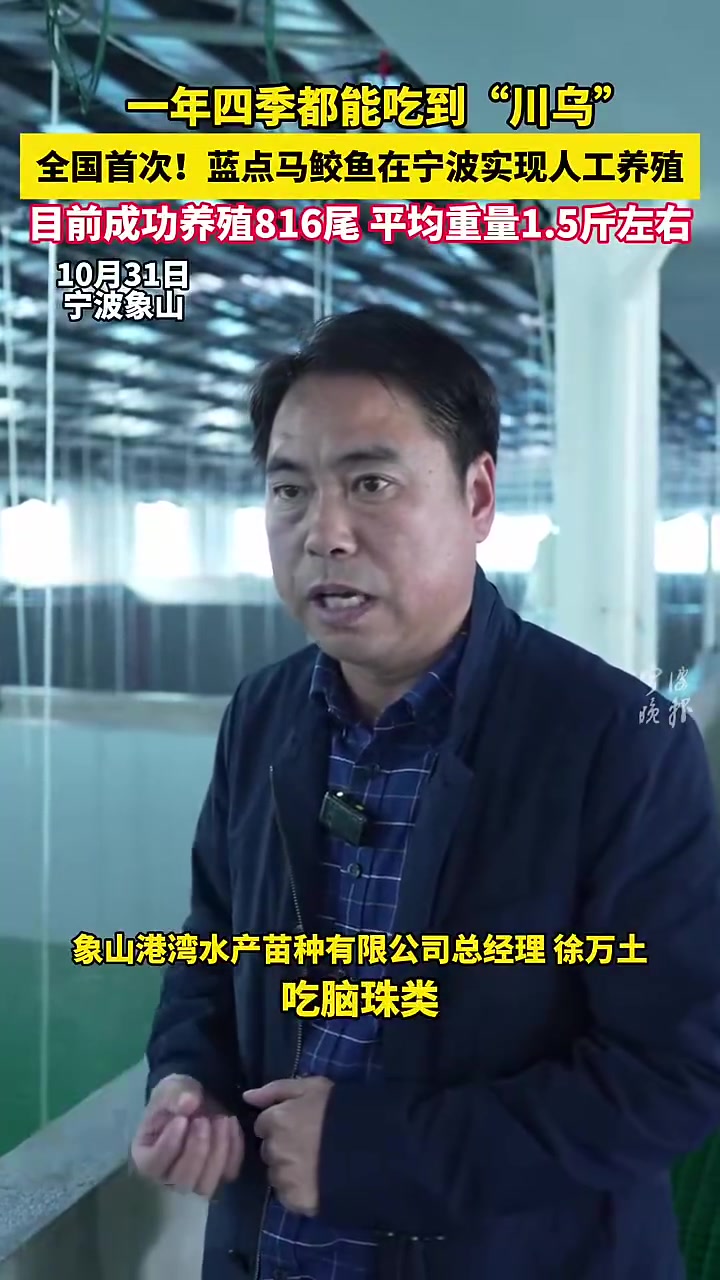 一年四季都能吃到“川乌”,全国首次!蓝点马鲛鱼在宁波实现人工养殖,目前成功养殖816尾,平