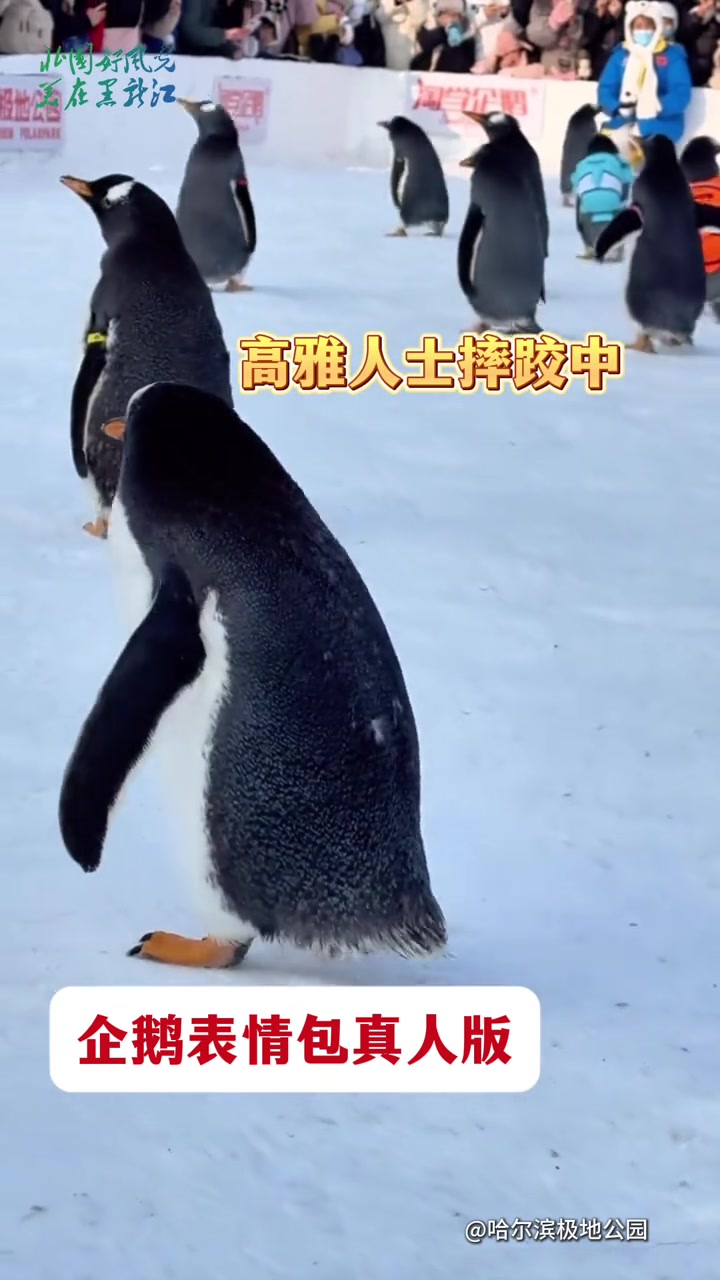 来黑龙江，看真企鹅表情包~ 审美积累 高雅人士 企鹅表情包 北国好风光美在黑龙江 黑龙江杠