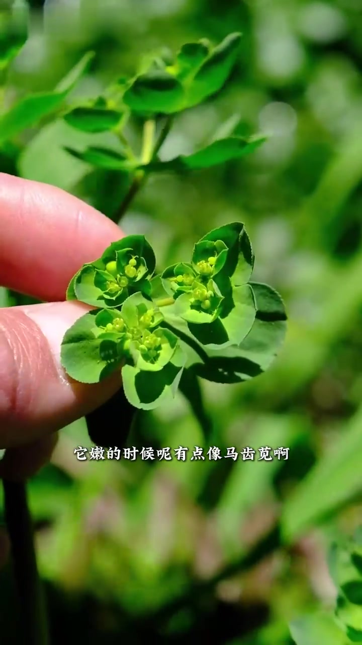 这就是传说中的小鸡放大草