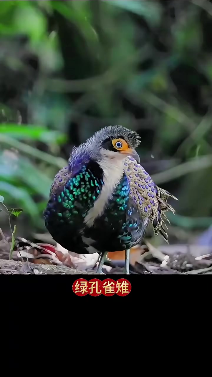 五种美丽的雉鸡，你喜欢哪个？