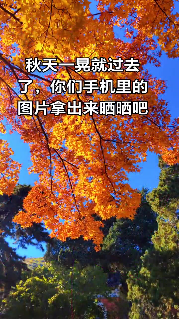 秋天了 枫叶 秋天