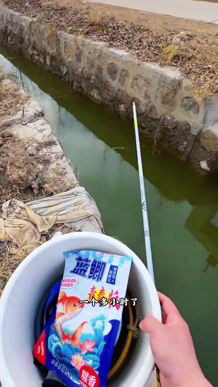 户外钓鱼：田间闸口竟然真有大鲤鱼