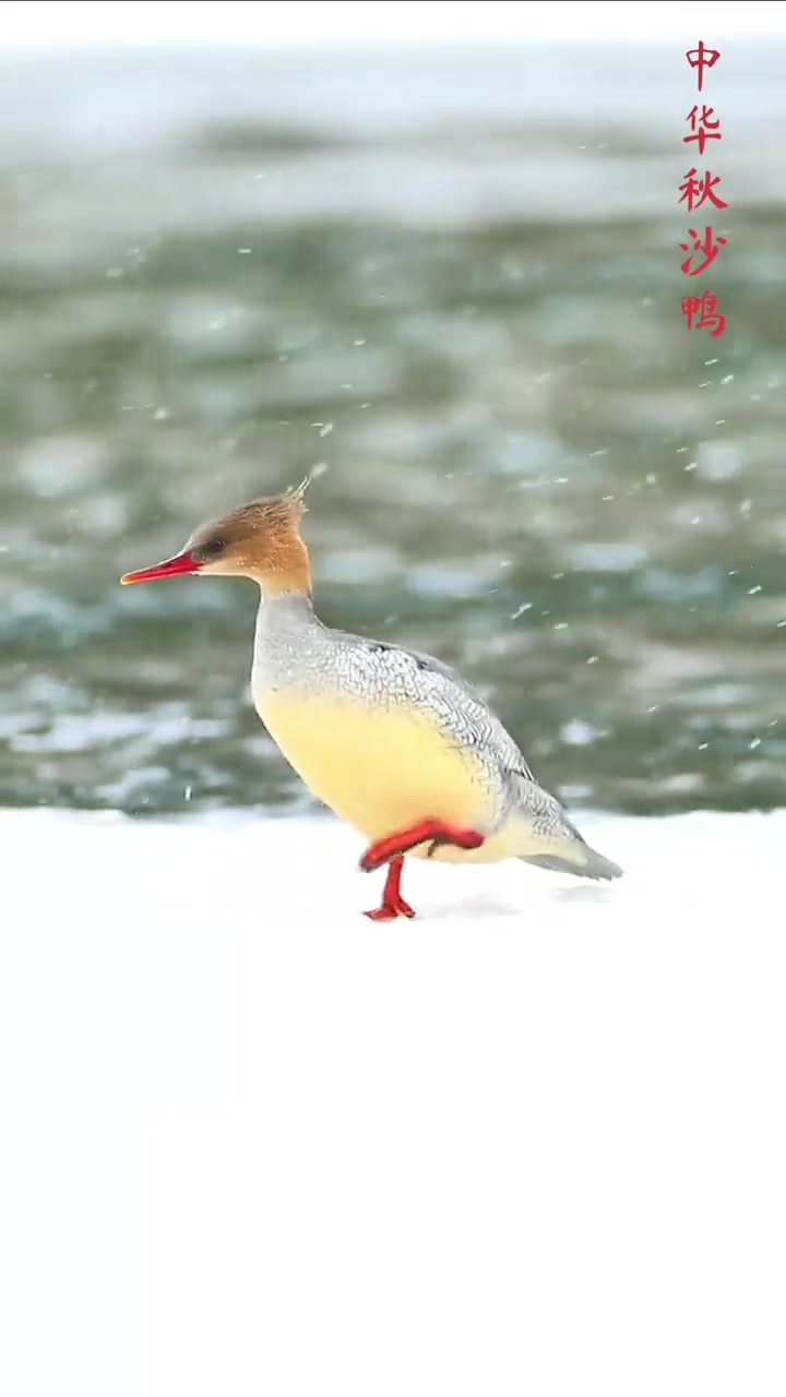 春雪，冰河，中华秋沙鸭
