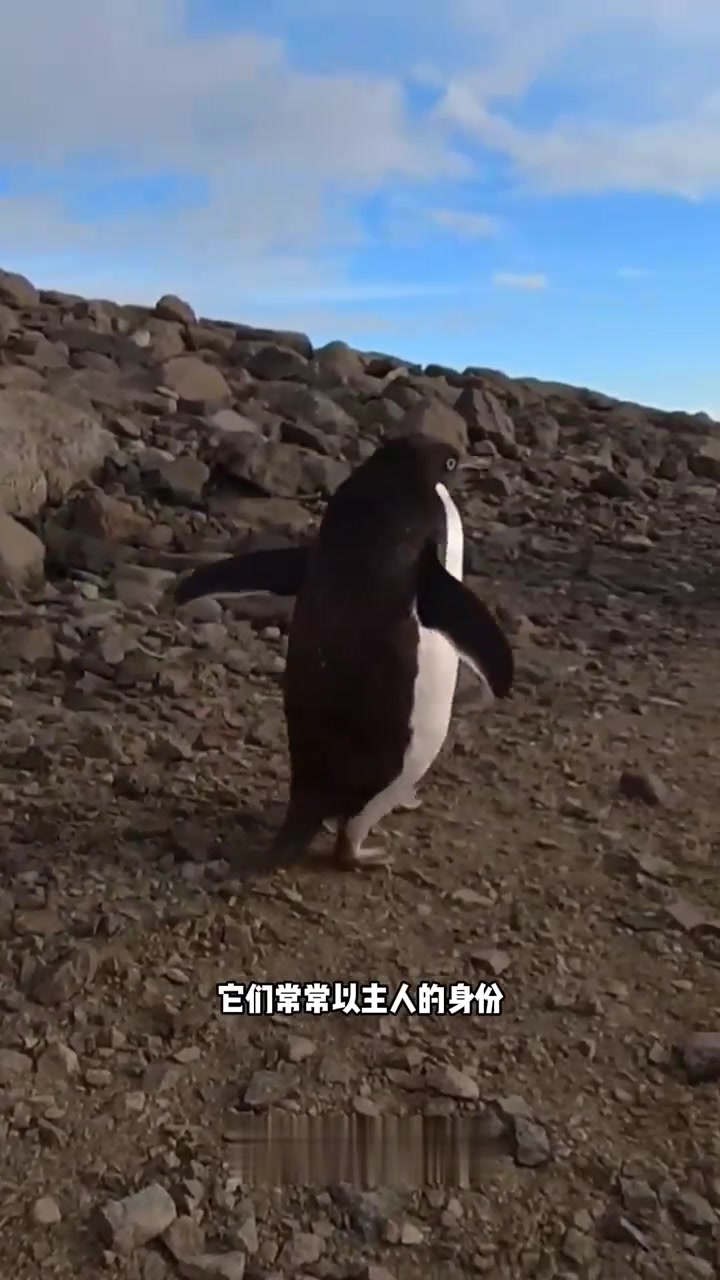 QQ的原型，阿德利企鹅