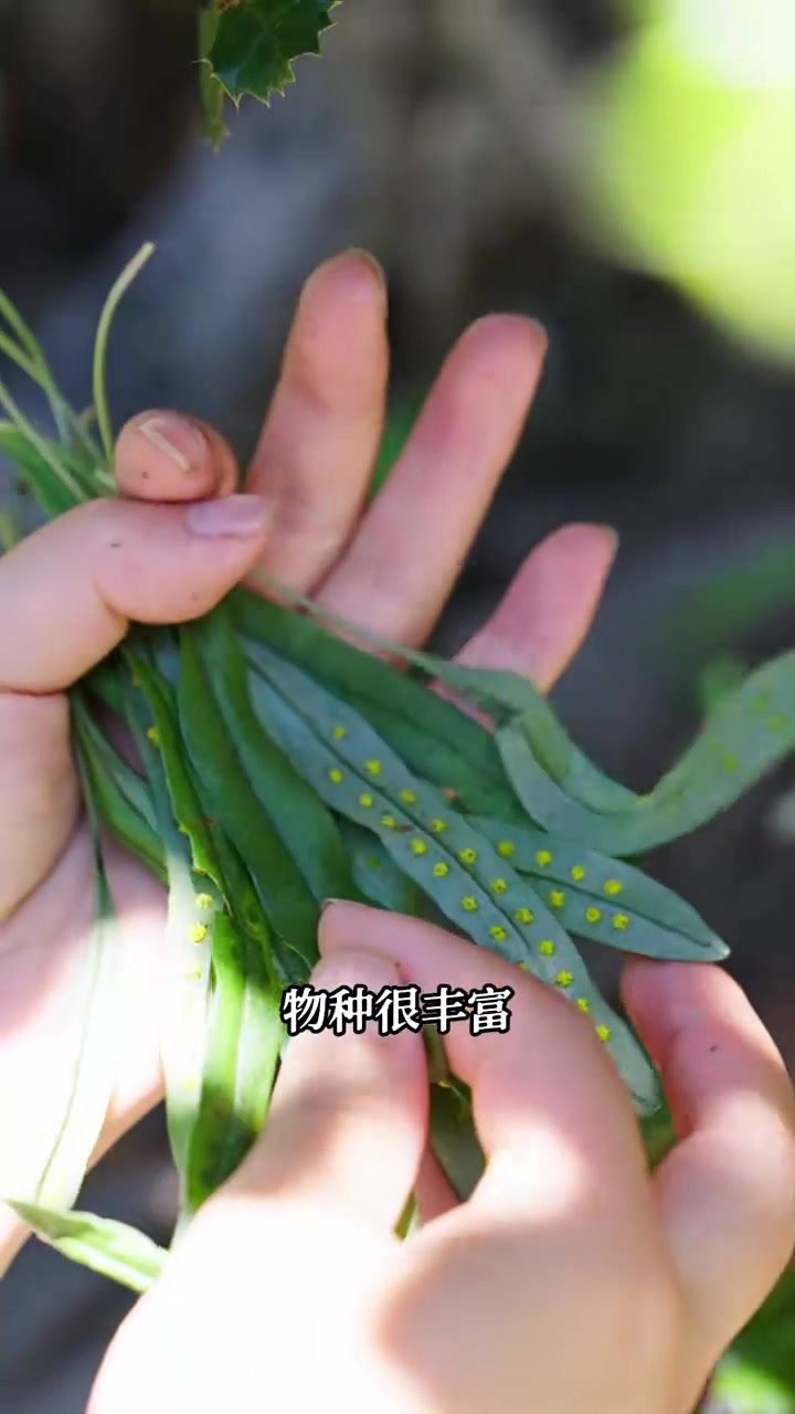 每次进山都有小惊喜，山里的野草莓你们吃过吗