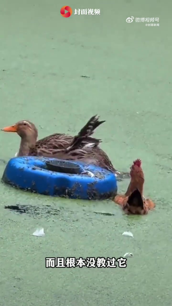 「鸡游泳视频走红男子否认摆拍:游了10多分钟,才救上来」近日,成都一网友拍下鸡游泳视频走红