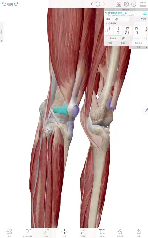 从解剖的角度看膝关节