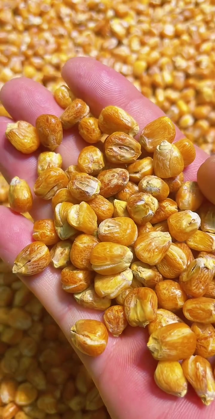 不含糖的哑巴豆爆米花 嘎嘣脆 新糯玉米做的 非常好吃 每袋500克