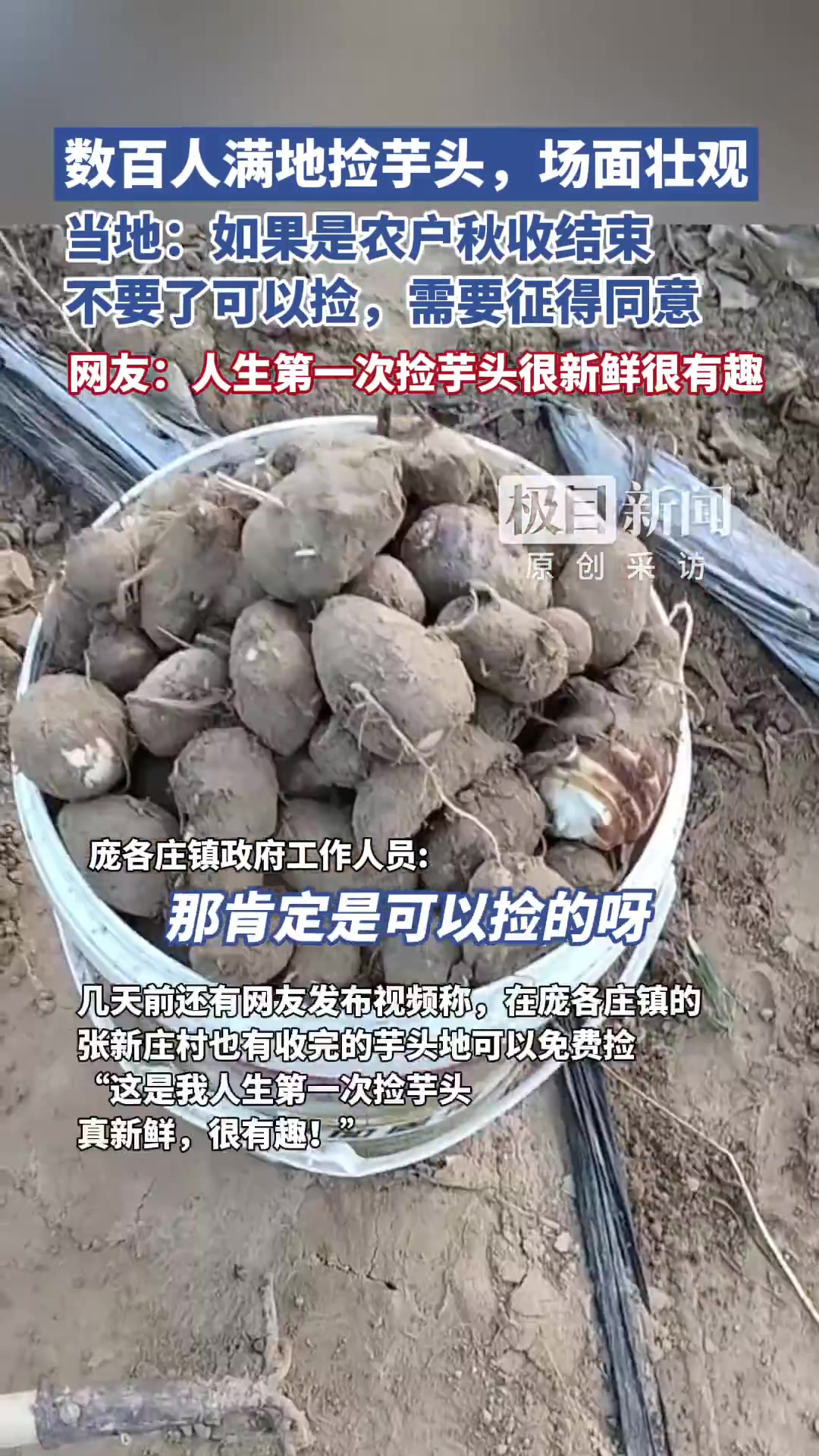 「数百人满地捡芋头场面堪比大片,网友:人生第一次捡芋头很新鲜很有趣,当地:需征求农户同意」