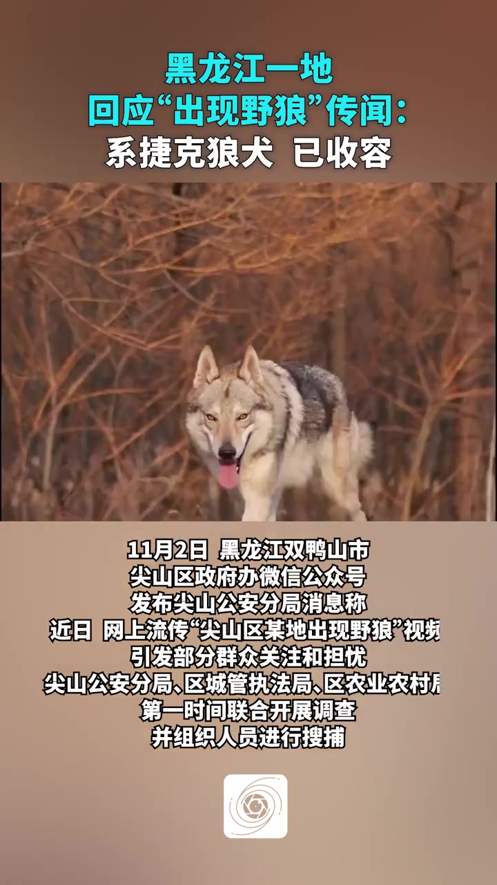 黑龙江双鸭山市尖山区回应“野狼”传闻：系捷克狼犬，已收容