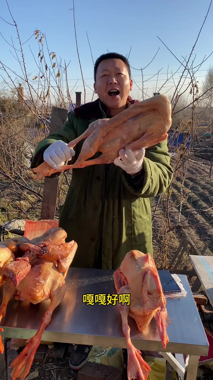 东北农村散养大鹅,粮食喂养,焦黄焦黄的,嘎嘎香