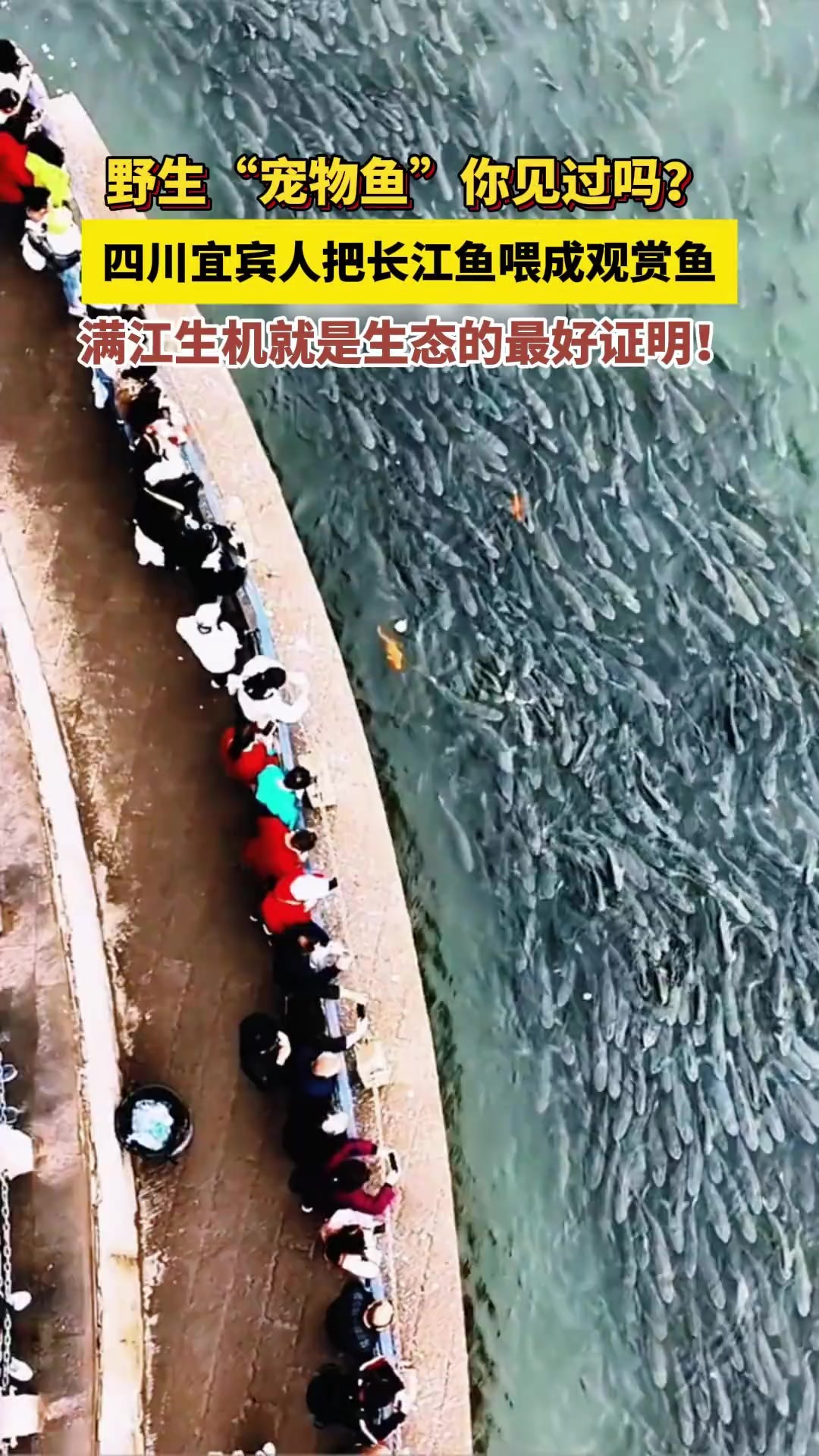野生“宠物鱼”你见过吗?四川宜宾人把长江鱼喂成观赏鱼。满江生机就是生态的最好证明!