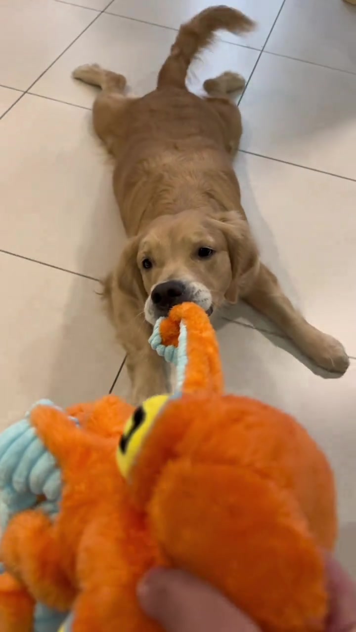 互动性超强的可爱大章鱼！小狗超爱的~