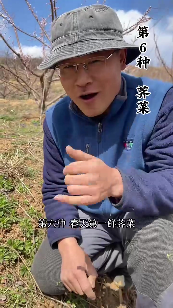 就这么一块地，集齐了胶东大部分野菜！你都认识吗？