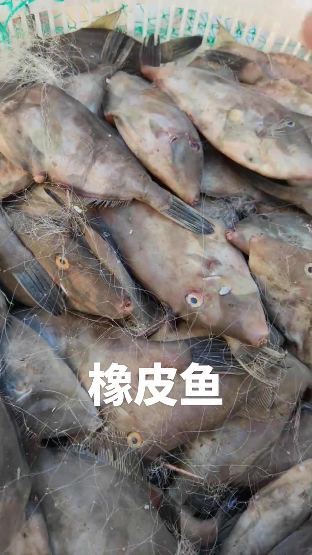 天津同城海鲜美食之橡皮鱼介绍