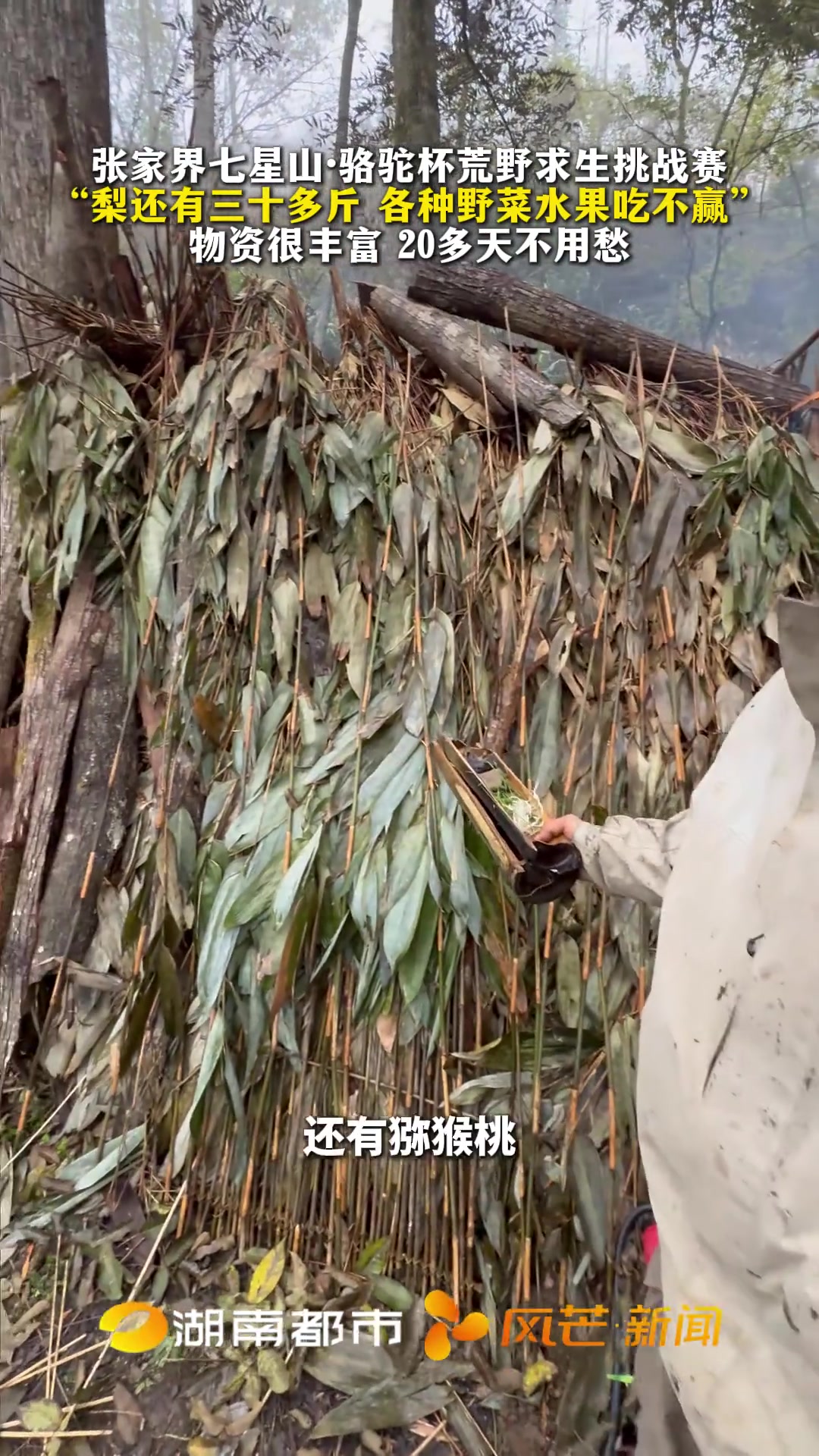 张家界七星山·骆驼杯荒野求生挑战赛 “梨还有三十多斤 各种野菜水果吃不赢” 物资很丰富 2