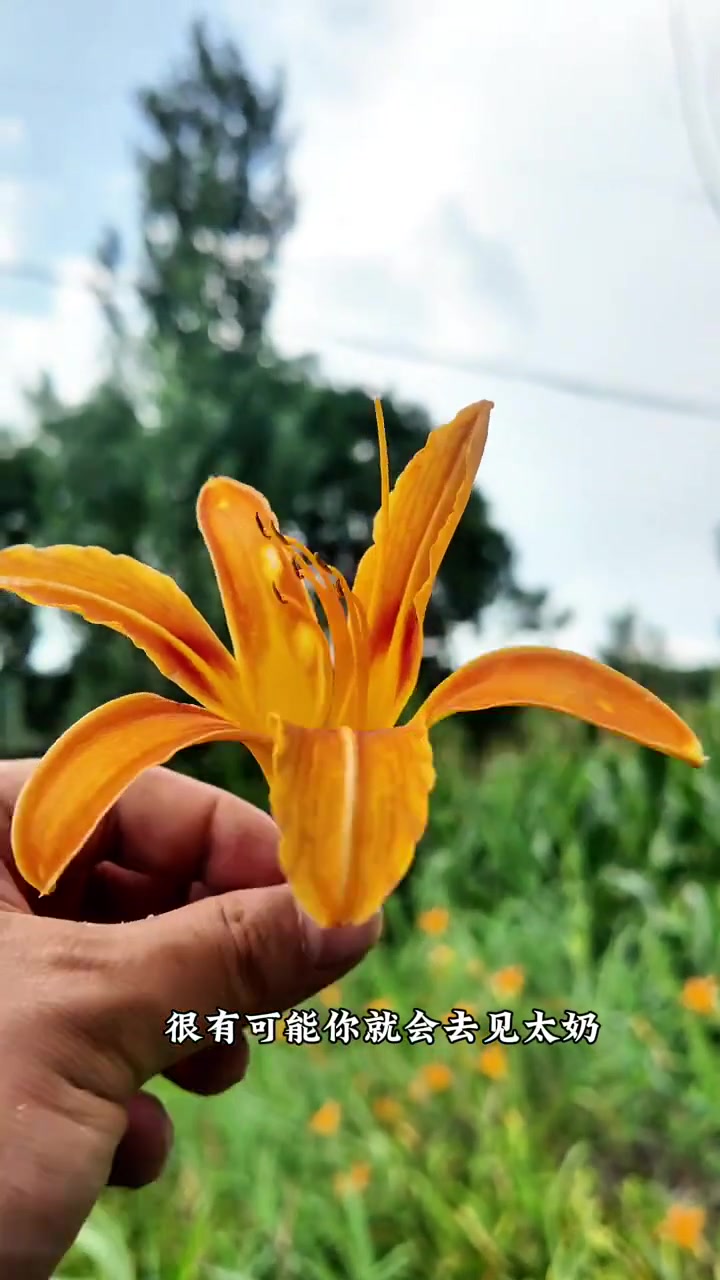 萱草，千万不要吃绿化带公园里的萱草了。那不是黄花菜