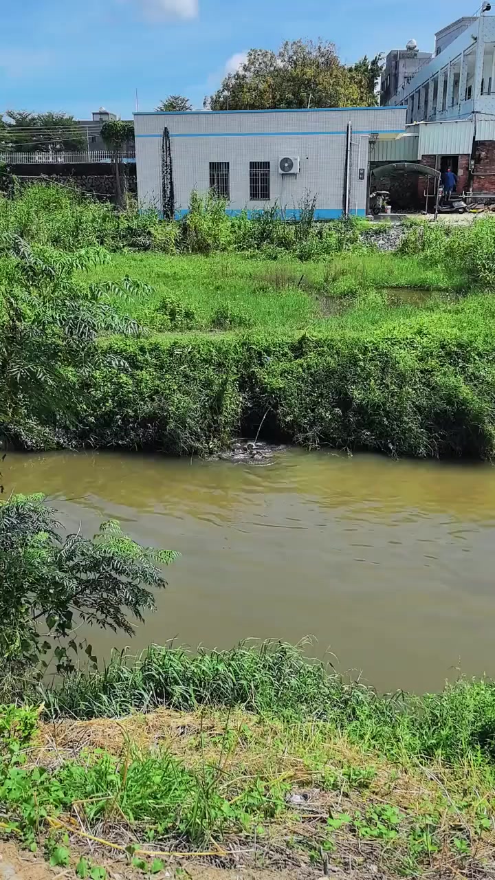 野生鲶鱼