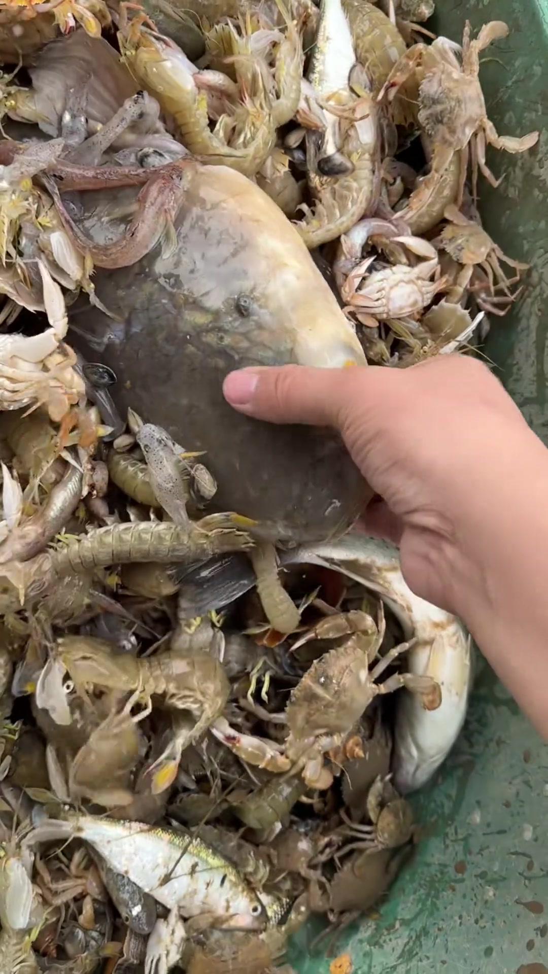 和老爸带游客出海游玩,补到一条大梭鱼