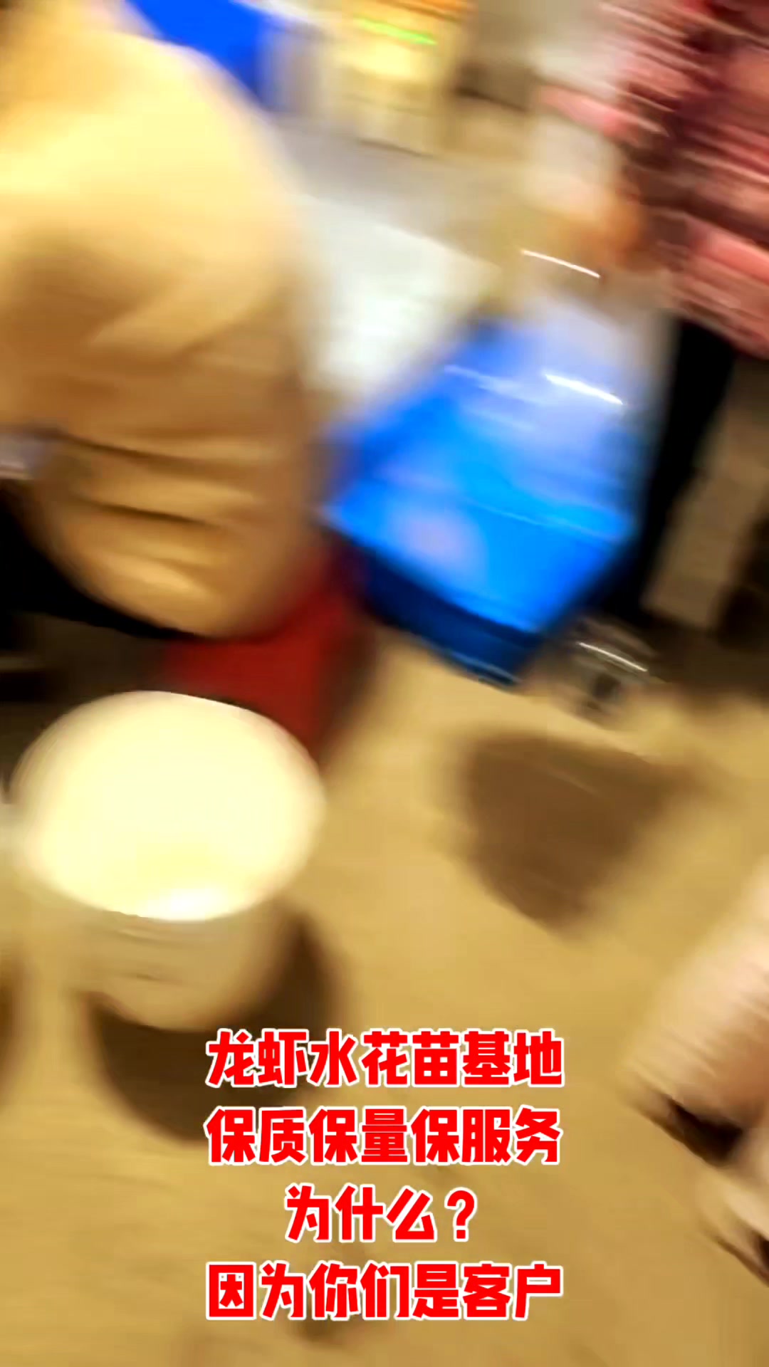 #龙虾水花苗#龙虾苗 养殖基地优质供应保质保量