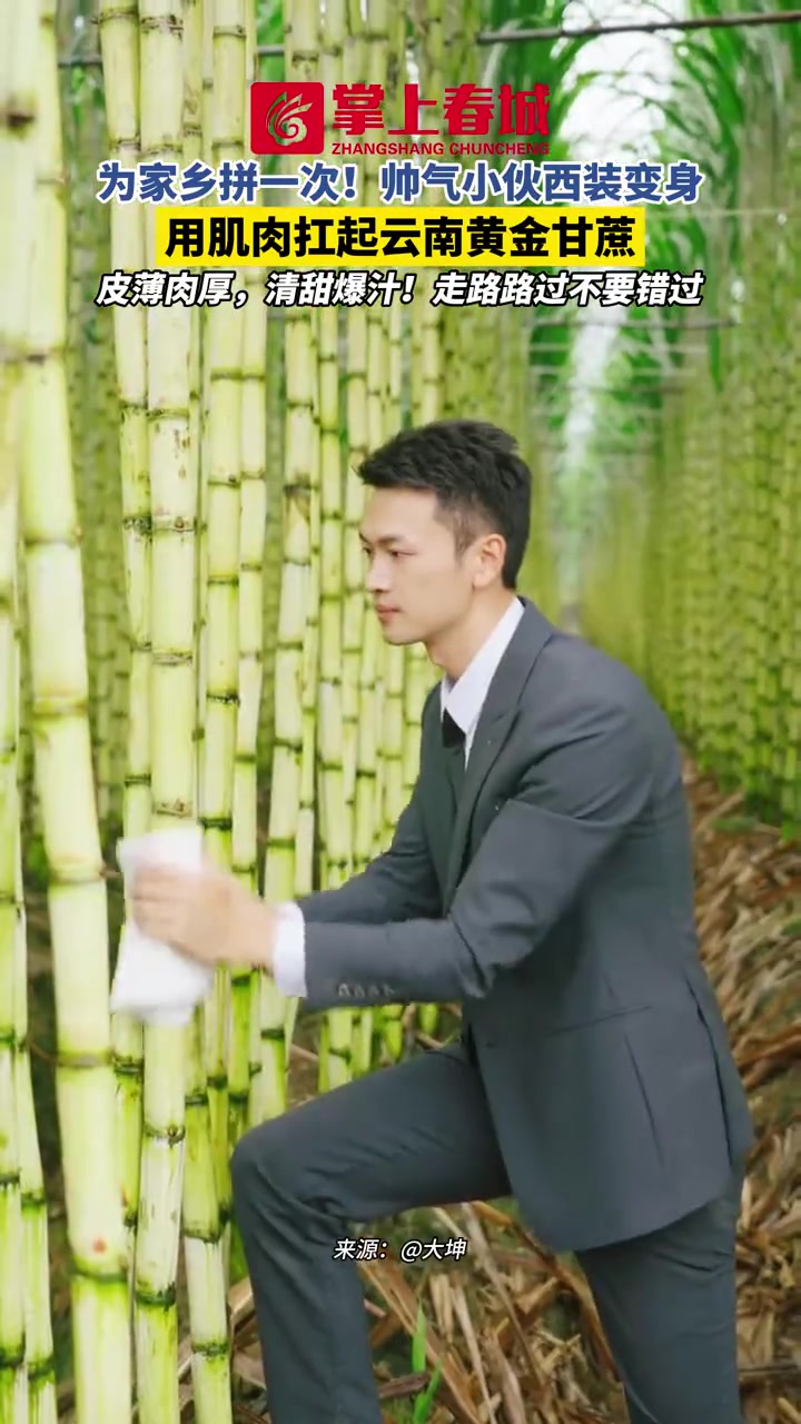 为家乡拼一次！帅气小伙西装变身，用肌肉扛起云南黄金甘蔗！（来源：@大坤）云南 青年返乡创业