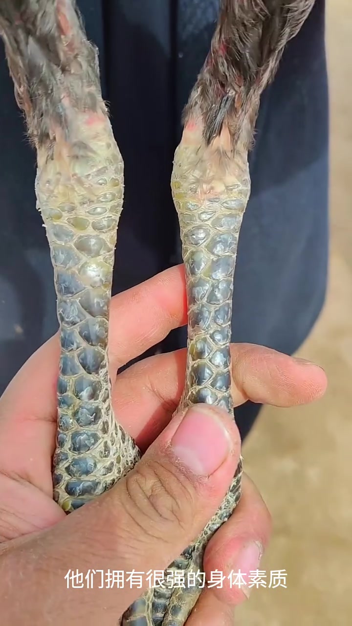 这就是越南斗鸡，斗鸡都有哪些品种？