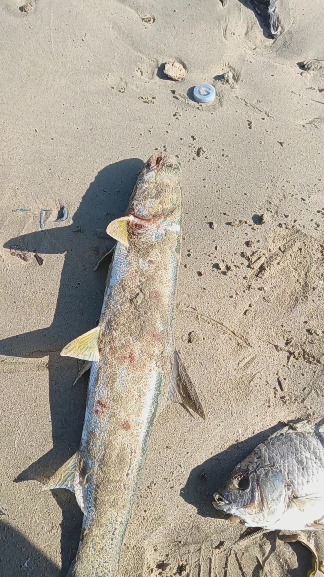 海边沙滩风景鱼儿