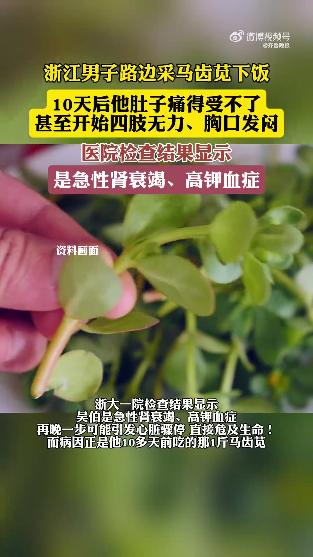 近日,浙江金华。65岁的金华人吴伯趁着地里的马齿苋(别名:长寿菜、马齿菜)还新鲜,便采摘了