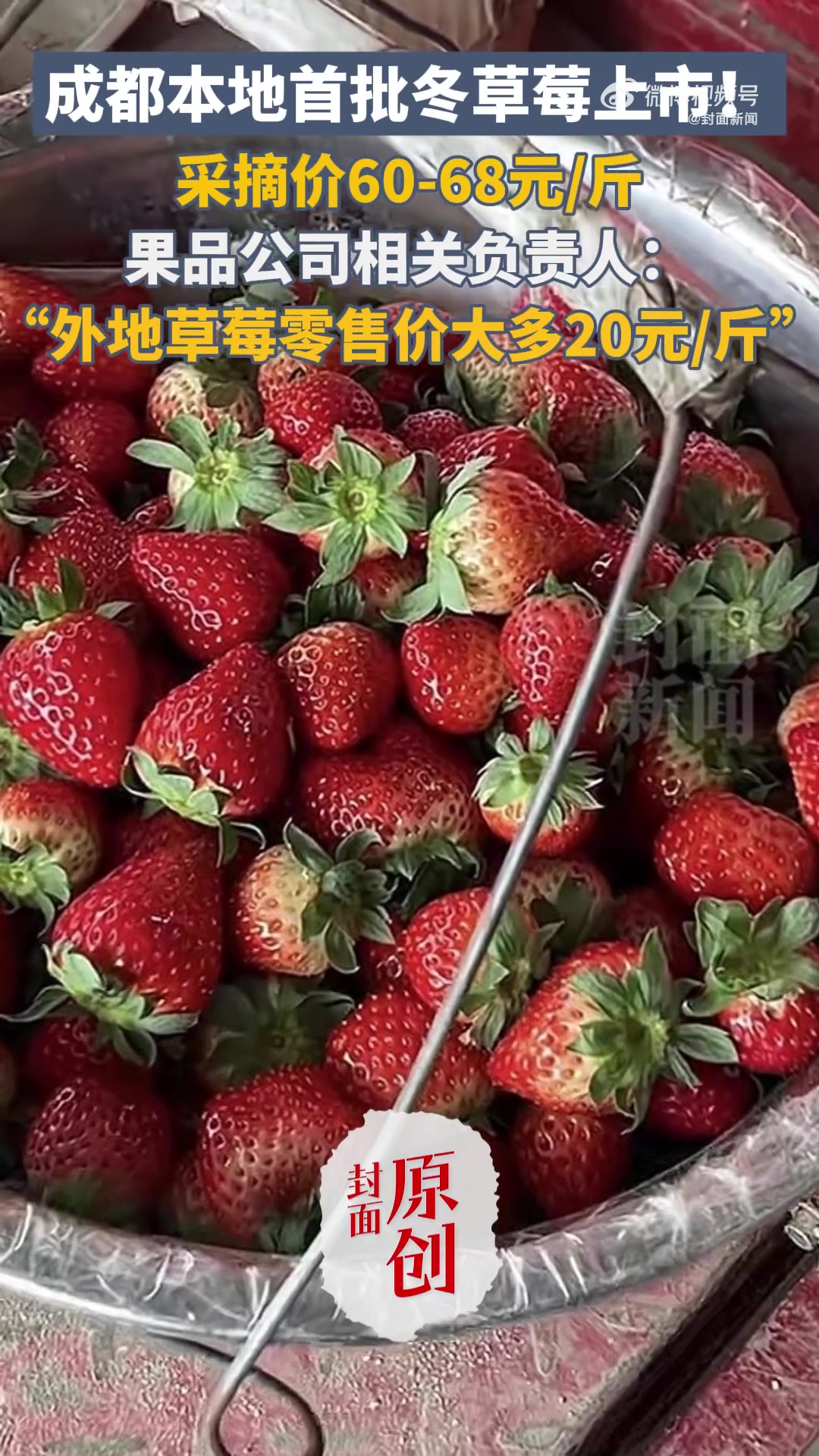 「首批冬草莓“上新”!成都本地草莓采摘60元一斤」又又又到了吃草莓的季节 11月初,成都周