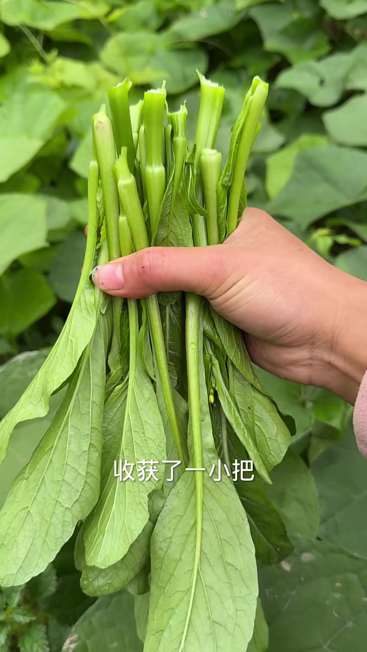 今天吃蔬菜火锅