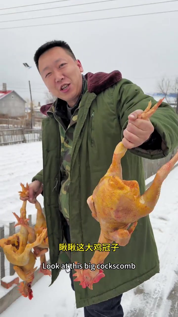 东北散养大红公鸡,粮食喂养,嘎嘎香