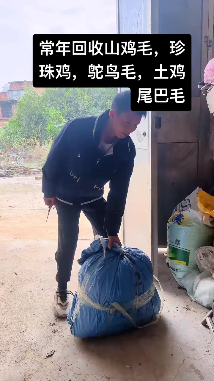 山鸡毛收购 标本艺术品 能量转换 珍珠鸡统毛