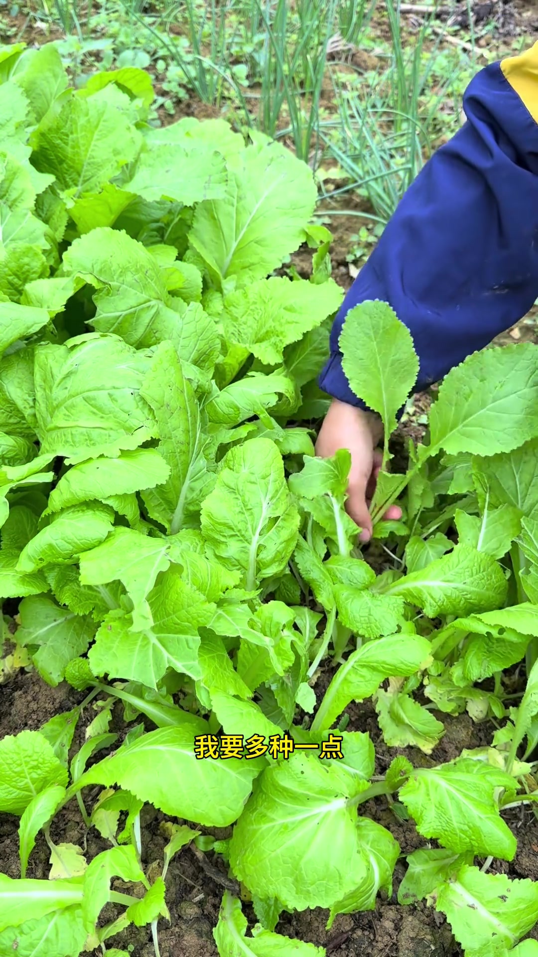 记录乡村生活，准备种油菜和青菜并处理油菜苗