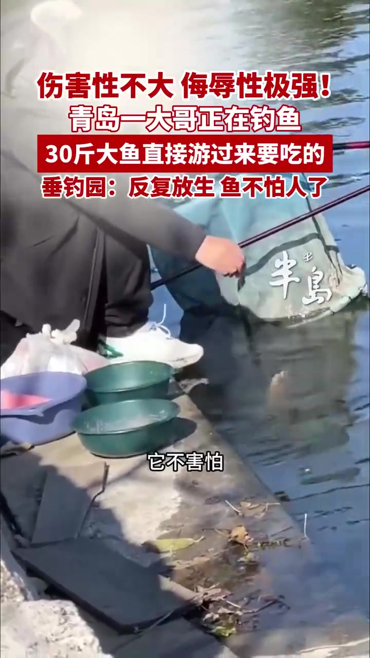 大哥正钓鱼30斤大鱼直接游过来张嘴要吃的 网友:被可爱到