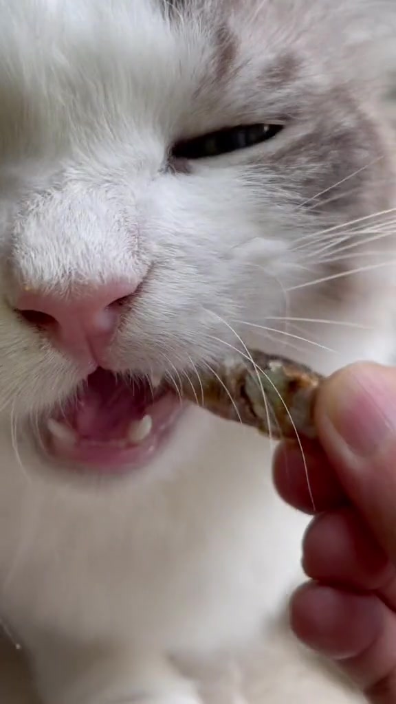 猫咪零食小鱼干,这味道也太香了吧!