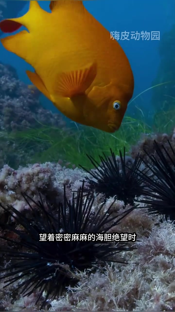 这就是为什么,海里的鱼儿都认为人类是益虫 快成长计划 文娱百科明日之星 海胆