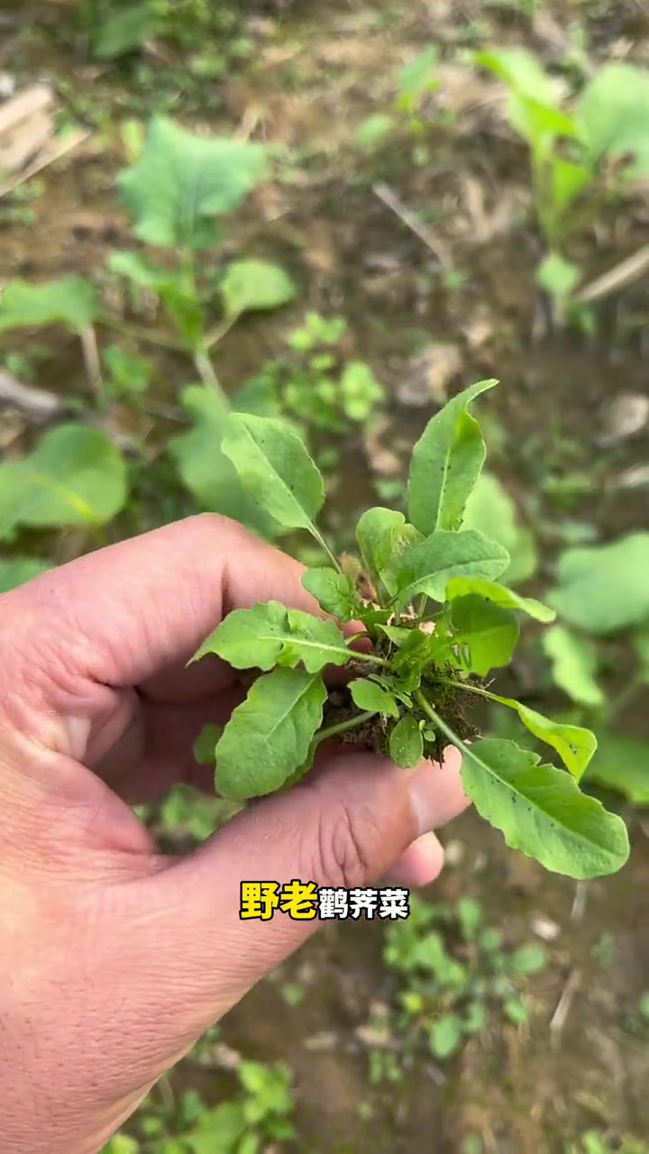 油菜田阔叶杂草怎么防除？三农 农作物农技110 农技知识分享 新农人