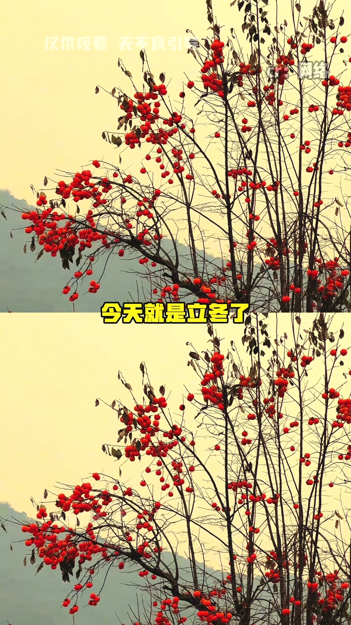 今天立冬,记得照顾好自己注意保暖~