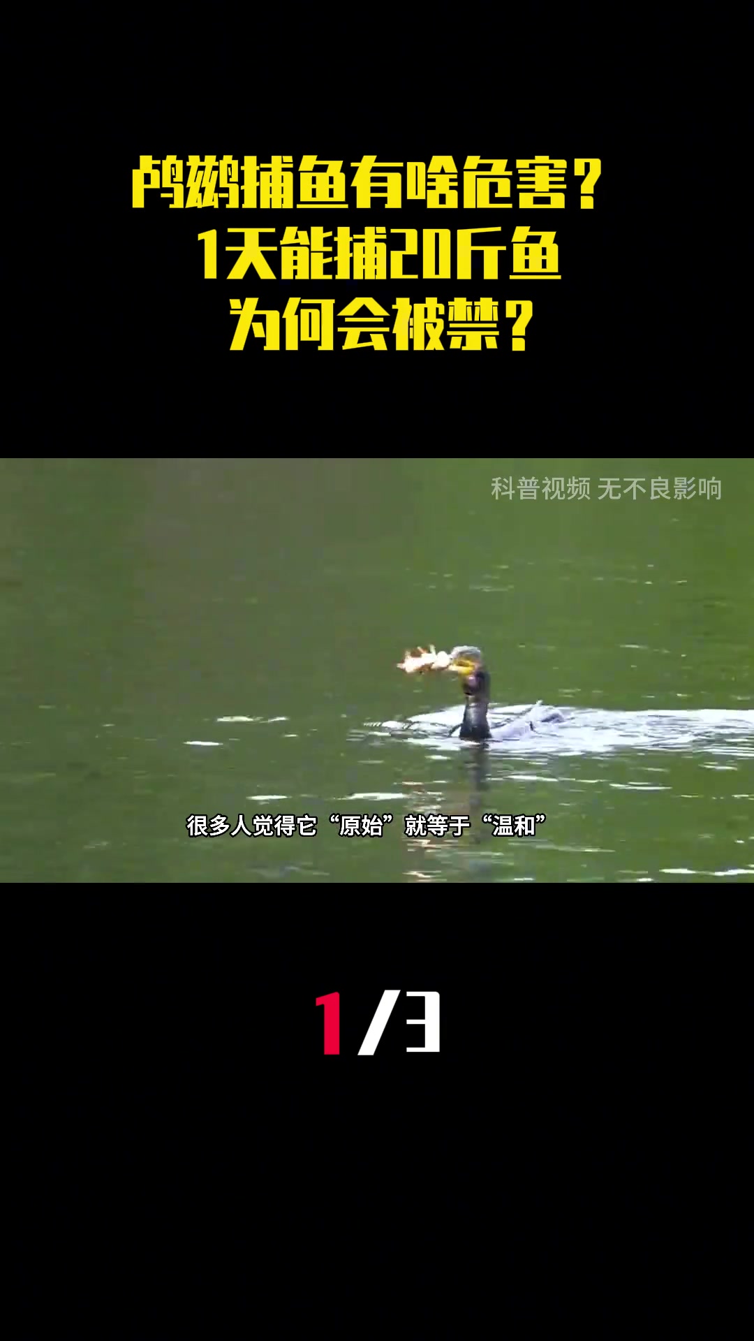 流传千年的鸬鹚捕鱼有何危害，为何会被禁？