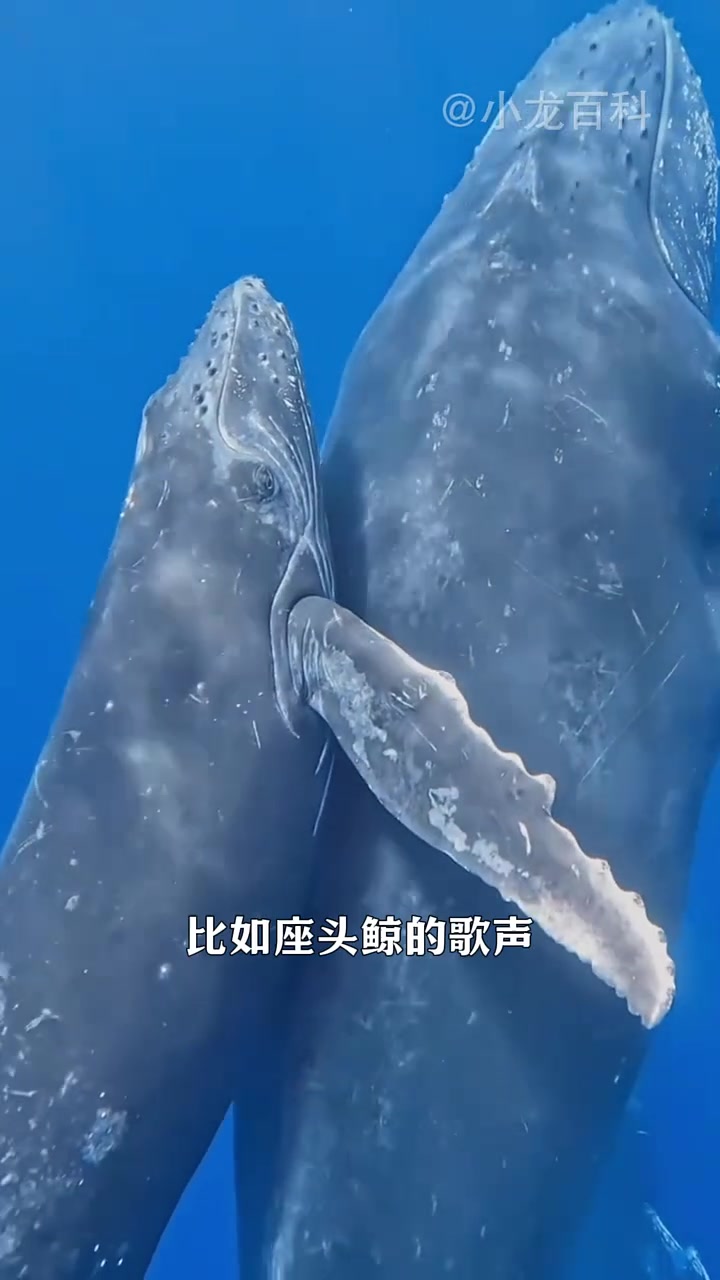 鲸鱼:新手村里的终极BOSS  内容启发分享计划 快成长计划 文娱百科明日之星